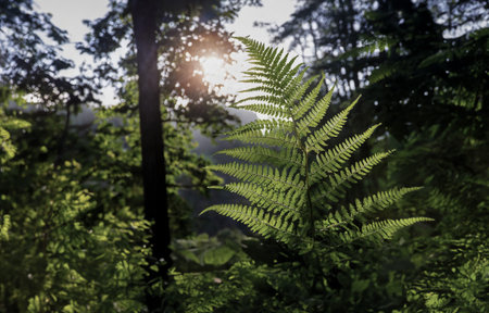 Green fern leaves in the forest with sunlight in the morning.