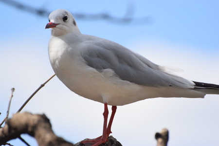 Seagullの写真素材