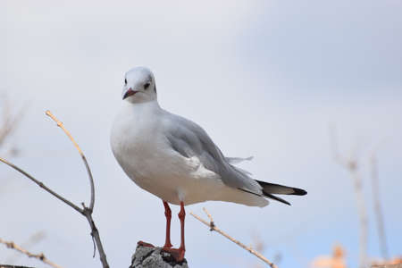 Seagullの写真素材