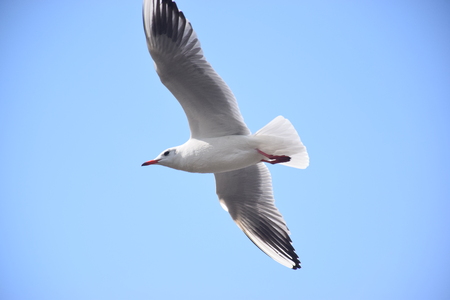 Seagullの写真素材