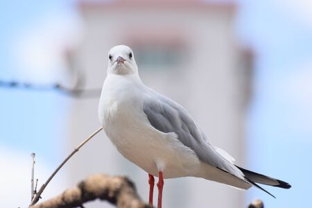 Seagullの写真素材