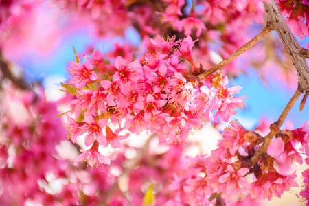 Cherry blossomsの写真素材