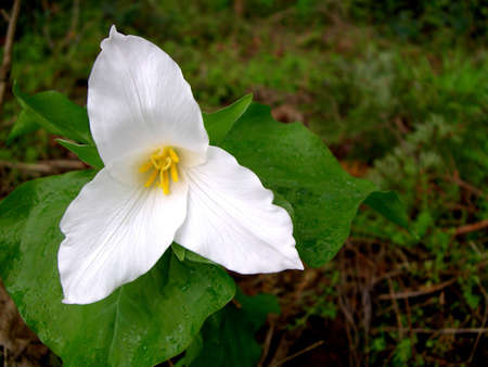 Trilliumの写真素材
