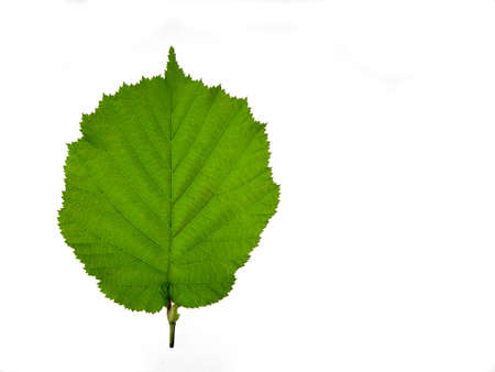 Hazelnut tree leafの写真素材