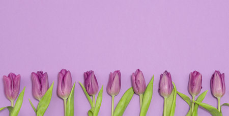 border frame of tulipsの写真素材
