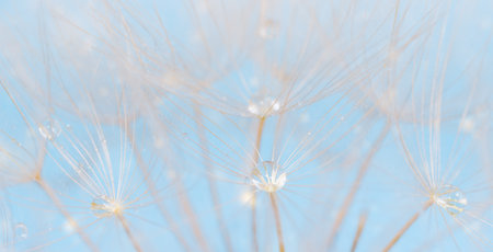 Dandelion with water drops over light blue backgroundの写真素材