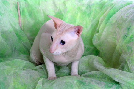 Peterbald hairless cat on the green sofaの写真素材