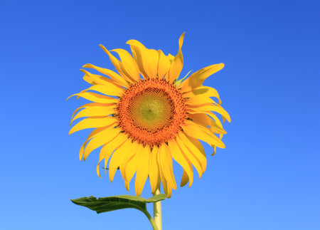 Sunflowers blooming bright yellow.の写真素材