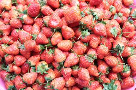 Red strawberries from the garden.の写真素材