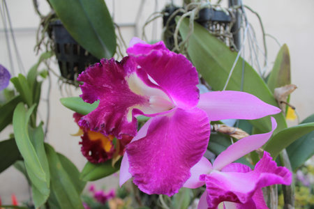 The pink orchids in full bloom.の写真素材