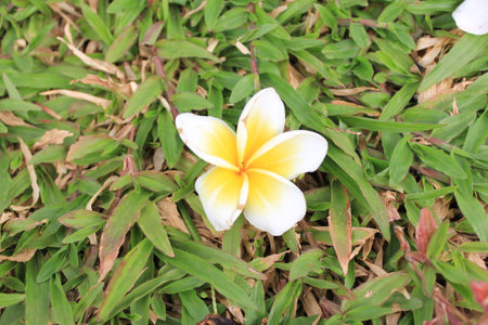Flower Champa in Thailand.の写真素材