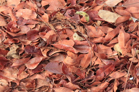 Dry red leaves.の写真素材