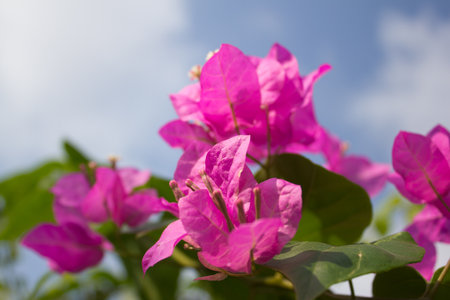 Pink paper flower or bougainvillea.の写真素材
