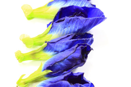 Pea flowers in Thailand の写真素材
