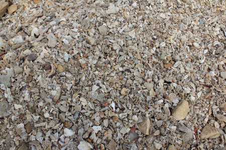 Shells from the Beach in Thailandの写真素材