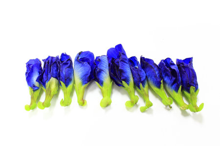 Pea flowers in Thailand の写真素材