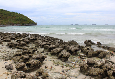 Sea coral in Thailandの写真素材