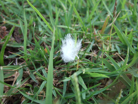 Feather in the green grass の写真素材
