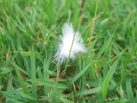 Feather in the green grass の写真素材
