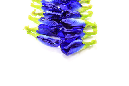 Purple flowersの写真素材