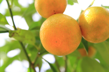 Orange in Thailand の写真素材
