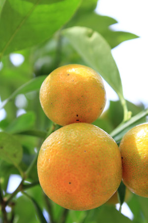 Orange in Thailand の写真素材