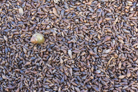 Small dead shells in Thailand の写真素材
