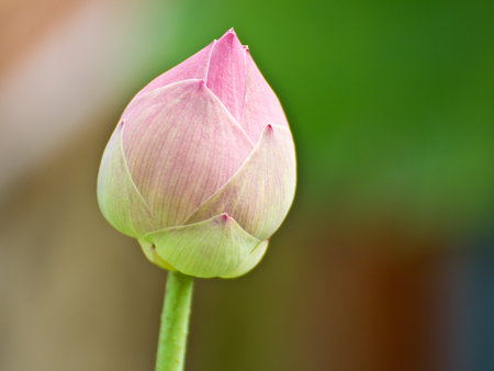 a pink lotus flower growing upright in thailandの写真素材