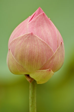 pink lotus flower blooming at thailand の写真素材