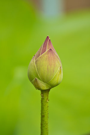 pink lotus flower blooming at thailand の写真素材
