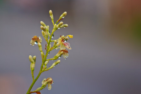 Galangal flowersの写真素材