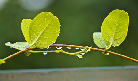 Green leaves background の写真素材