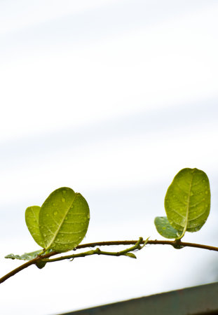 Green leaves background の写真素材