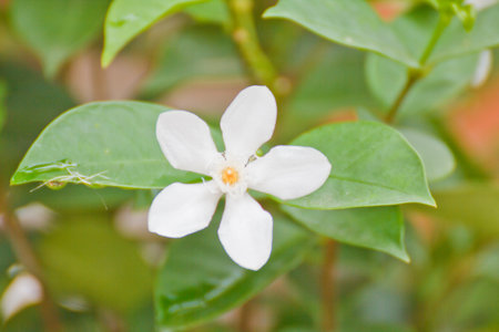  white flowers with the soft background の写真素材