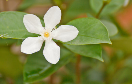  white flowers with the soft background の写真素材