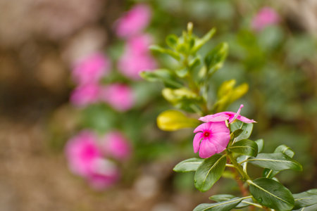 Pink Five Petal Flower Isolatedの写真素材