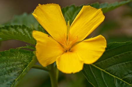 Closeup view of fresh Flower in a row in a gardenの写真素材