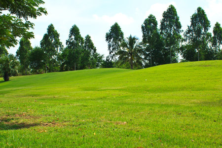 green lawn in the parkの写真素材