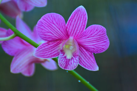 Pink orchid against of tropical flowersの写真素材