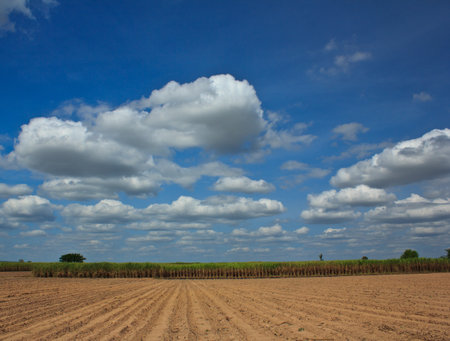 Sugar cane with nice sky in thailandの写真素材