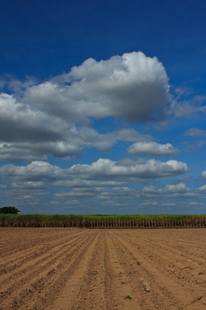 Plantation of sugarcane  and sky in thailandの写真素材