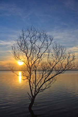 Bare tree in tropical Reservoir with in thailandの写真素材