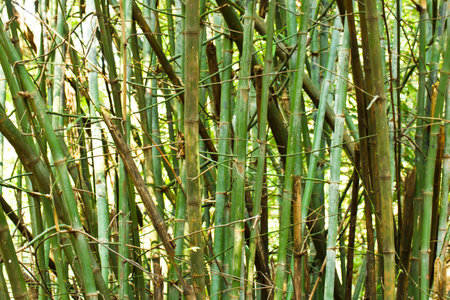 Green bamboo の写真素材
