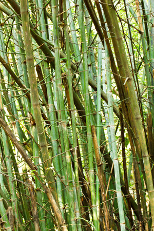 Green bambooの写真素材
