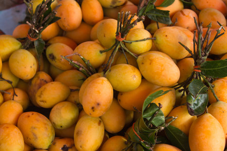 Maprang fruit of Thailandの写真素材