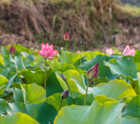 Bud of lotus flowerの写真素材