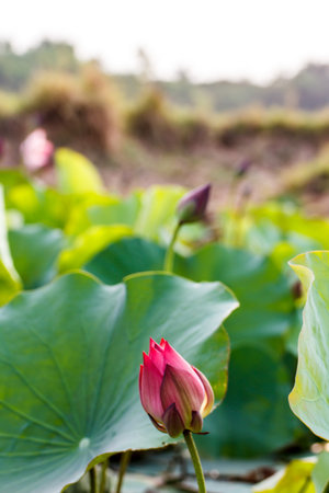 Blooming lotus flowerの写真素材