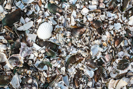 Shell Beachの写真素材