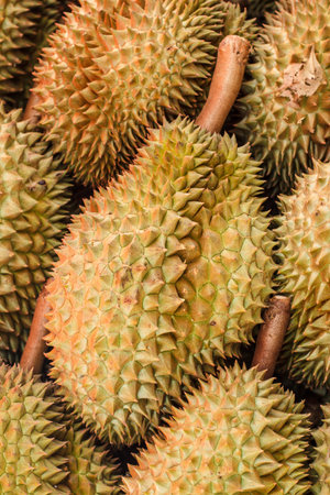 Durian fruit of Thailand.の写真素材