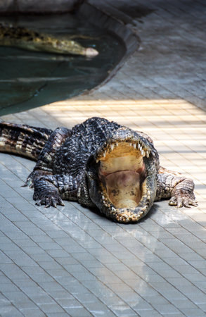 Crocodile in Thailandの写真素材